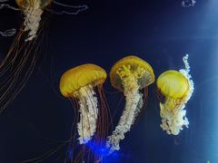-欢乐海岸海洋奇梦馆
