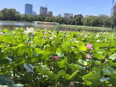 -莲花池公园