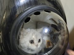 -宠爱国际动物医院· 猫科· 外科·中兽医(长白店)