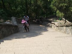 -曹州牡丹园