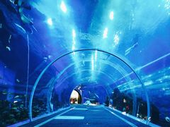 -成都浩海立方海洋公园