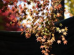 -秋霞圃