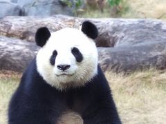 -灵玲国际马戏城