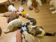 -猫腻·猫咖·撸猫馆(星光大道店)