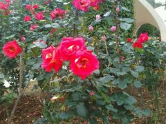 -人民公园(罗湖区)