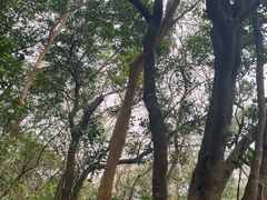 -梧桐山风景名胜区