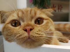 -藏猫猫咖啡主题馆(中央大道店)