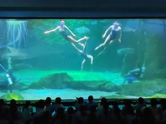 -海合安成都极地海洋公园