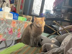 -猫大福·Fortune Cat猫舍(百子湾店)