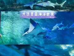 -大连圣亚海洋世界