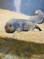 -酷嗒动物文化乐园(cutezoo西溪乐天城店)