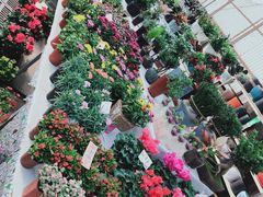 -秦美花卉(天朗·莱茵小城2期店)