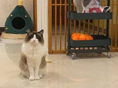 -Catmate·猫肥家润(金润铂宫店)