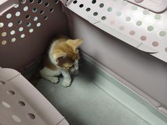 -格蕾宠物医院24H·猫科·肿瘤科·骨科中心(福州总院)
