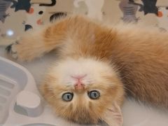 -糯米喵星人总部直营旗舰店·猫舍·幼猫出售