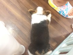 -柯斗斗主题餐厅·狗咖·围炉煮茶·茶饮(国瑞升平里店)