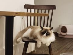 -有猫主题·治愈系猫咖(曾厝垵店)