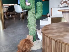 -飞行喵MR PILOT|猫舍·猫咖(静安大融城店)