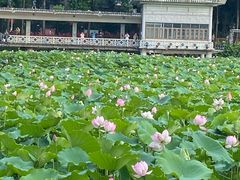 -荔湾湖公园