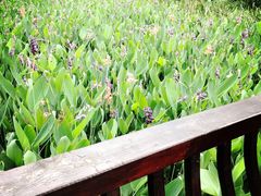 -重庆彩云湖湿地公园