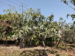 -中国移动南方基地