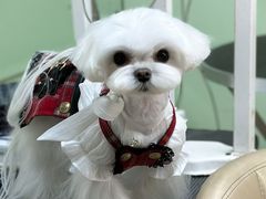 -鑫艺宠物美容培训学校