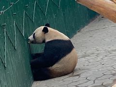 -沈阳森林动物园