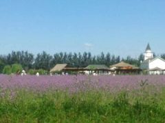 -北京东方普罗旺斯薰衣草庄园
