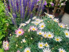 -秦美花卉(天朗·莱茵小城2期店)