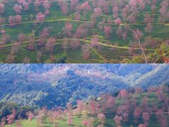 -无量山自然风景保护区