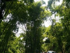 -芦沟竹海