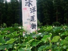-渌洋湖湿地公园
