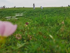 -合肥滨湖国家森林公园