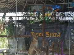 -清迈夜间动物园