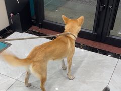 -安安宠医宠物医院·异宠·犬猫内科(岳阳分院)