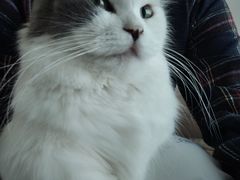 -怪兽屋·羊驼·猫咖·狗咖(俊华广场店)