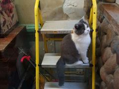 -猫咪博物馆(顶澳仔猫街店)