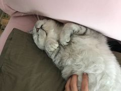 -猫大福·Fortune Cat猫舍(百子湾店)