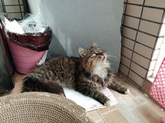 -关爱宠物医院·猫科中心·消化科(滨湖万达分院)
