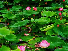 -天津东丽湖风景区