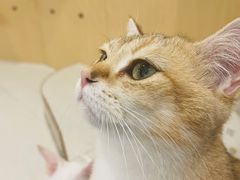 -飞行喵MR PILOT|猫舍·猫咖(静安大融城店)