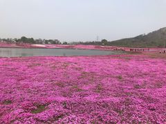 -巢湖姥山岛