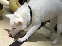 -逗柴咖啡屋·狗咖猫咖宠物桌游