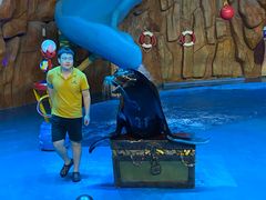 -烟台海昌鲸鲨海洋公园