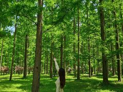 -黄海国家森林公园