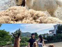 -泉州海丝野生动物世界