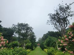 -槟城植物园