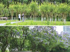 -重庆彩云湖湿地公园