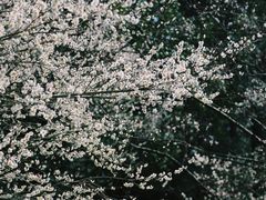 -杭州植物园