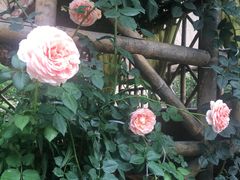 -悦来居•农家美食•生态有机•老式民宅(溪头村店)